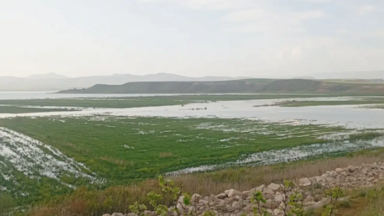 Hirfanlı Barajı gövdesinde ekilen araziler su altında kaldı