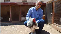 En büyük hobisi tavukları gelir kapısı oldu