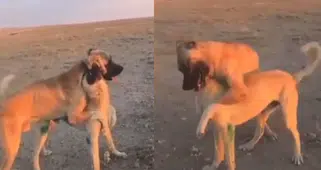 Köpek dövüşüne 39 bin lira ceza