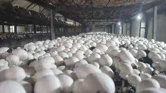 1 kilo 655 gramlık mantar şaşırtıyor