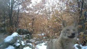 Aksaray’da Kurtlar Kameraya Yansıdı