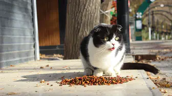 Patili dostlarımızla