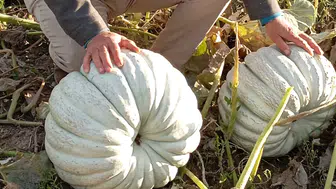 Sarıyahşi’de yetiştirilen bal kabağı marka oldu