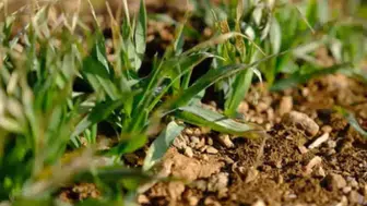 Son yağışlar arpa ve buğdayda rekor üretim beklentisini büyüttü