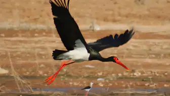 Kara Leylekler, Mamasın Barajı'nda görüntülendi