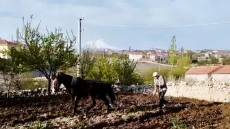 Yüzyıllık gelenek bu beldede yaşatılıyor