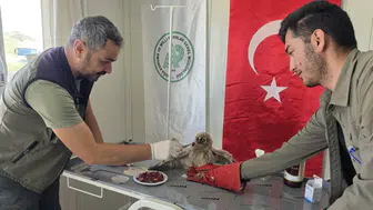Yuvadan düşüp yaralanan yavru baykuş tedaviye alındı