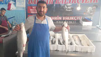 Alabalık ve Somona Yoğun İlgi