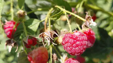 Hasan Dağı Eteklerinde Üretime Başladı, Taleplere Yetişemiyor