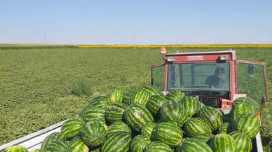 Tuz Gölü Havzası’nda Karpuz Hasadı Başladı