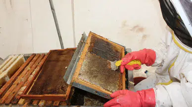 Bal verimi geçen yıla oranla yüzde 20 arttı