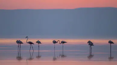 Tuz Gölü'nün Misafirleri Göçe Başladı