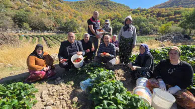 Aksaray’da çilek üretimi Kasım ayında devam ediyor