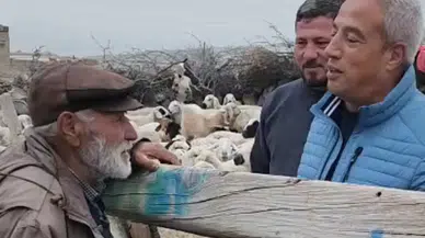 Şehit babasının koyunlarına kurt  saldırdı: 40 koyun telef oldu