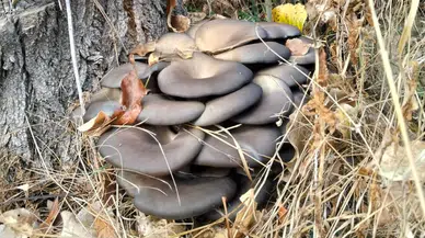 Yağışların Ardından Mantar Bereketi: Vatandaşlar Mantar Peşinde