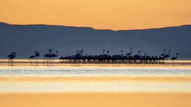 Bakan Kurum'dan 'Flamingo' paylaşımı: Son 5 yılın en yüksek yavru sayısına ulaştık