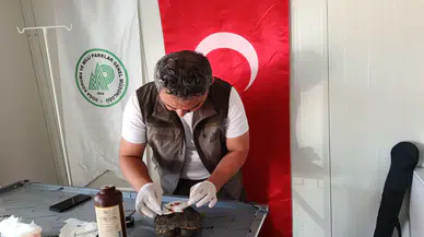 Kabuğu kırılan kaplumbağa tedaviye alındı