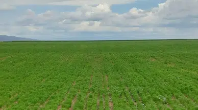 Yağışlar Bol Olunca Anasonda Dekardan 153 Kilo Ürün Alarak Türkiye Rekoru Kırdık
