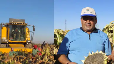Aksaray’da Çerezlik Ayçiçeği Hasadı Başladı