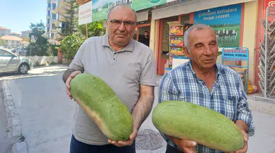 Ağzıkarahan’da Suudi Arabistan Karpuzu Üretiyor