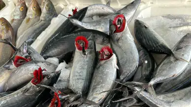 Soğuk hava balığa olan ilgiyi artırdı