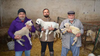 Aktürk ailesi 3 kuşaktır koyunculuk yapıyor