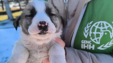 Ortaköy Genç İHH’den Sokak Hayvanlarına Anlamlı Destek