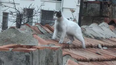 Aksaray’da çatıda mahsur kalan kediyi itfaiye kurtardı