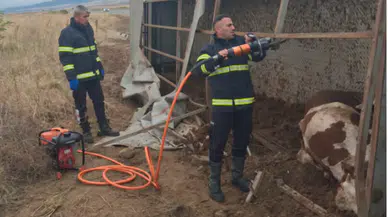 Aksaray’da tır devrildi: 6 büyükbaş hayvan öldü