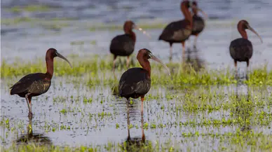 Baharın habercisi ‘Çeltikçi kuşu’ Aksaray’da