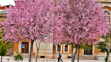 Baharın müjdecisi:Japon çiçeği