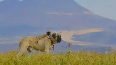 Aksaray Malaklısı “Yemekteyiz” İle Yeniden Gündemde