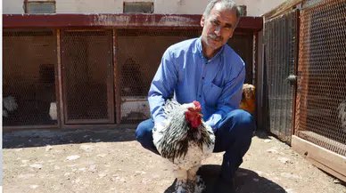 En büyük hobisi tavukları gelir kapısı oldu