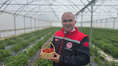 Sera Çilek Bahçelerinde Rekolte ve Erken Hasat Yüz Güldürecek
