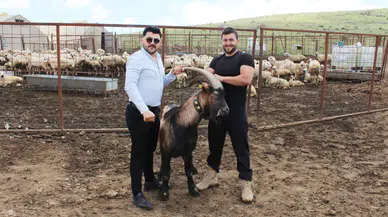 Kurban Bayramı’na sayılı günler kala besicilerde hareketlilik başladı