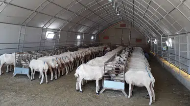 KOP Küçükbaş Hayvancılık Modeli, Portatif Ağıl Destekleriyle Sahada Güçleniyor