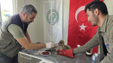 Yuvadan düşüp yaralanan yavru baykuş tedaviye alındı