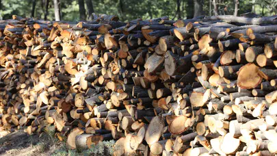 Hasandağı’nın kaliteli meşesi