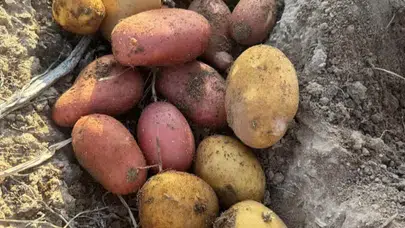 Deneme Amaçlı Ektiği Kırmızı Patateste Başarı Elde Etti