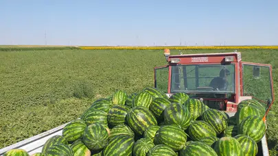 Tuz Gölü Havzası’nda Karpuz Hasadı Başladı
