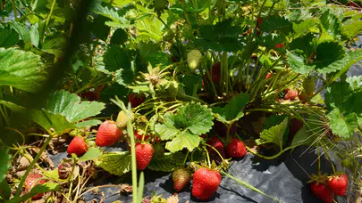 Köyünde kendi işinin patronu oldu