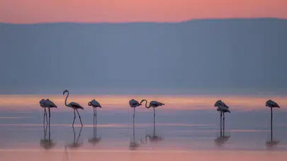 Tuz Gölü'nün Misafirleri Göçe Başladı