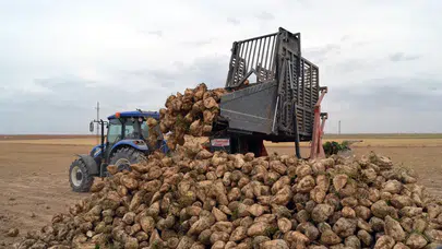 Şeker pancarında rekolte ile fiyatı yüz güldürdü