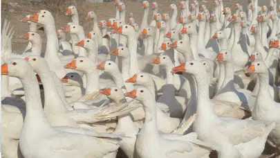 Havalar sıcak, kaz etine talep azaldı