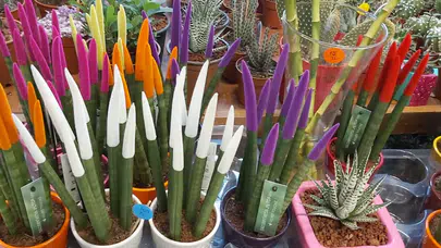 Aksaraylılar Kaktüs ve Sukulentler Çok Seviliyor