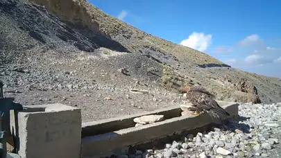 Aksaray’da Yaban Hayvanları Kameraya Yansıdı