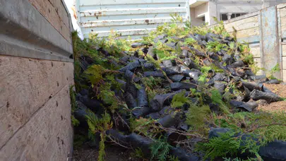 Aksaray'da 11 Bin Ücretsiz Fidan Dağıtıldı