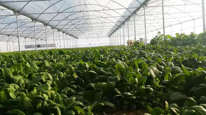 Laleli Mahallesi’nde Kurduğu Serada Yılda 3 Kez Hasat Yapıyor