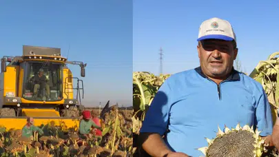 Aksaray’da Çerezlik Ayçiçeği Hasadı Başladı