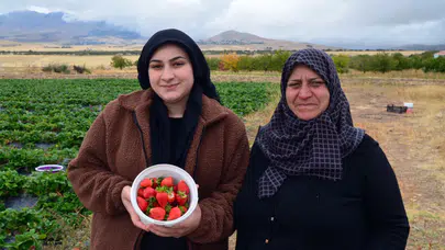 Devlet desteğiyle üretimini 2,5 kat artırdı: Sezonda 5-6 ton çilek üretiyor